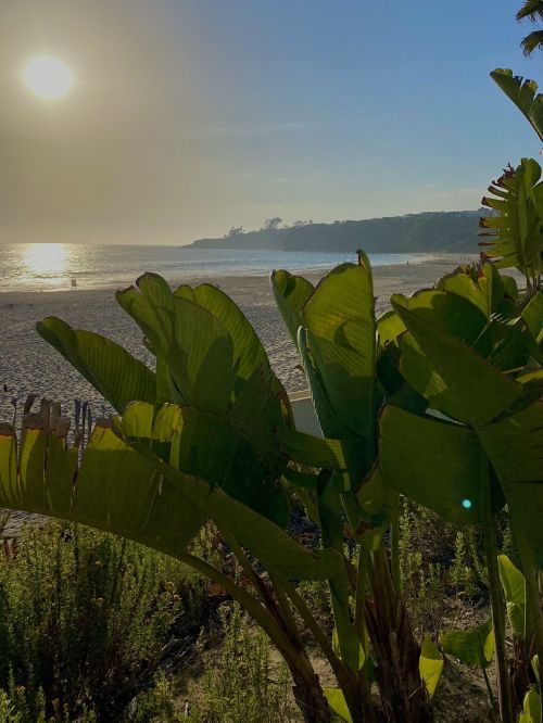 A beach scene framed by lush green plants, with the sun setting over the water in the background.