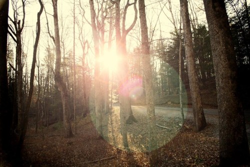 Sunlight filters through bare trees along a winding road, creating a warm, glowing atmosphere in a serene forest setting.