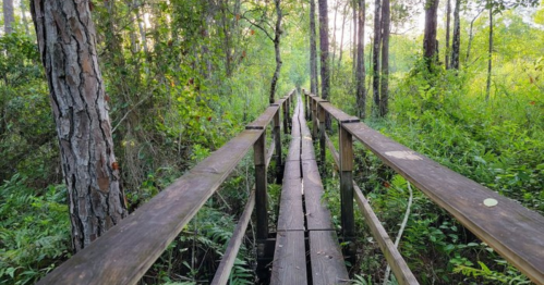 A wooden boardwalk stretches through a lush green forest, surrounded by trees and foliage.