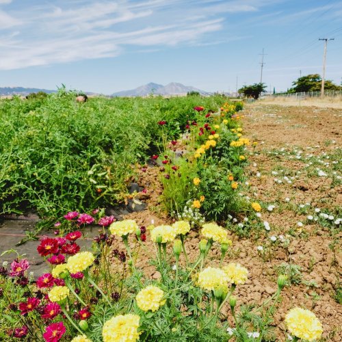 A vibrant field of colorful flowers with mountains in the background under a clear blue sky.