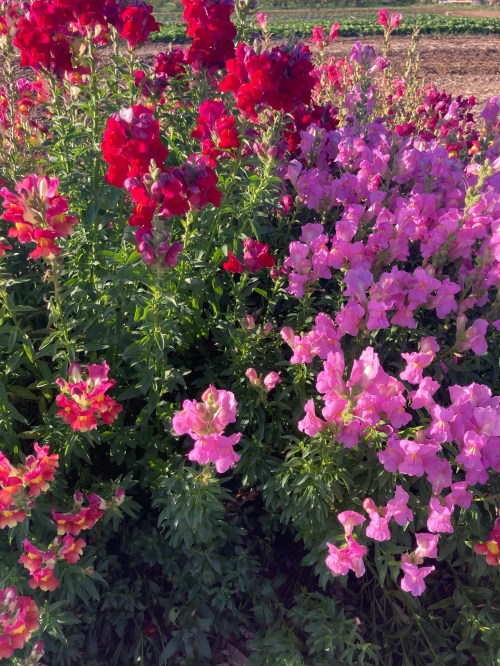 A vibrant display of red and pink snapdragon flowers in a lush green garden.