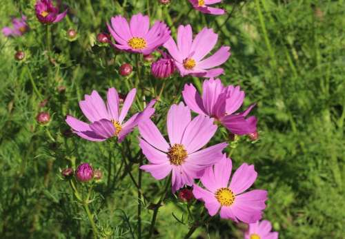 A cluster of pink cosmos flowers blooming amidst green foliage.