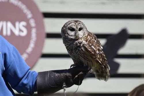A person in a blue shirt holds a spotted owl on their gloved hand, with a blurred background.