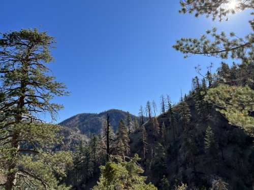 A mountainous landscape with sparse trees and a clear blue sky, showcasing a mix of greenery and burnt foliage.