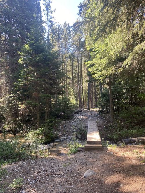 A wooden bridge crosses a small stream in a lush forest with tall trees and dappled sunlight.