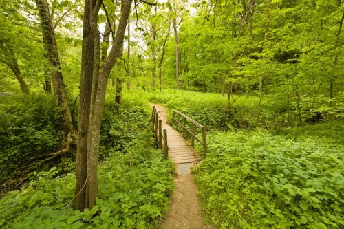 A wooden bridge crosses a lush, green forest path surrounded by vibrant trees and dense foliage.