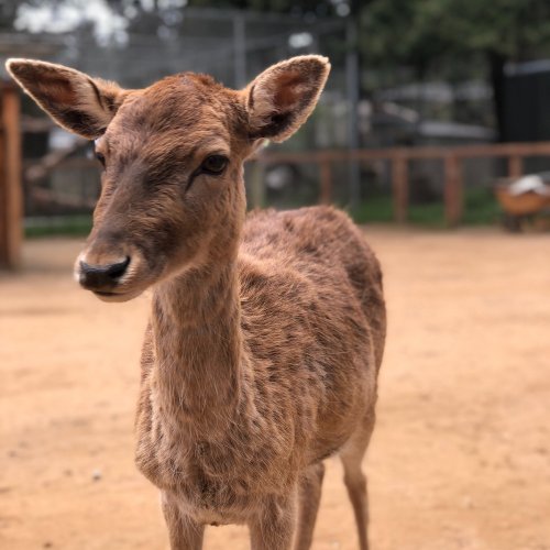A young deer stands on a sandy ground, with green foliage and a blurred background. Its ears are perked up, looking curiously.
