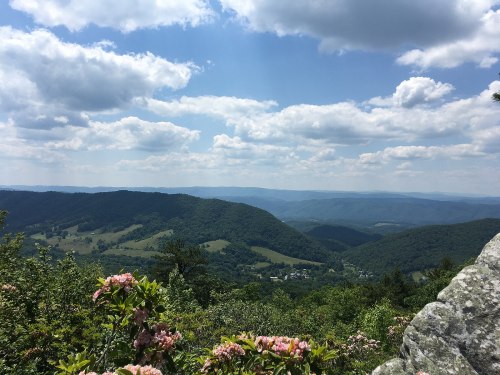 A scenic view of rolling green hills under a partly cloudy sky, with blooming flowers in the foreground.