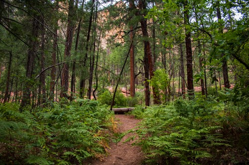 A serene forest path surrounded by tall trees and lush ferns, leading into a peaceful natural setting.