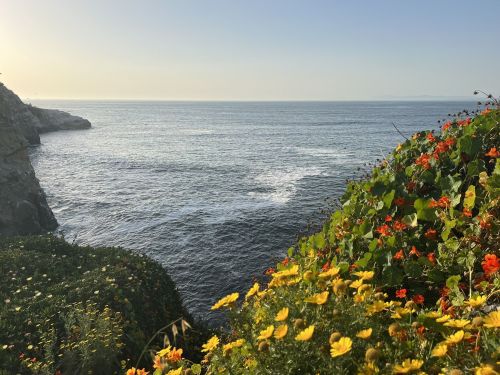 A coastal view with vibrant flowers in the foreground and calm waves gently lapping at the shore under a clear sky.