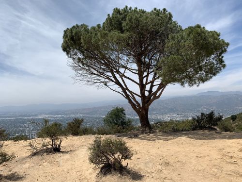 A solitary tree stands on a hillside, overlooking a valley with distant mountains under a cloudy sky.