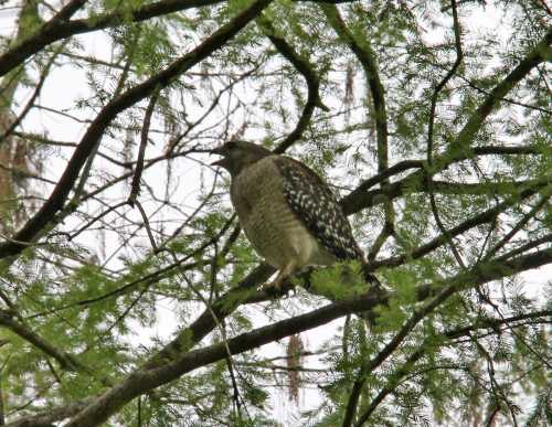 A hawk perched on a branch among green leaves, surrounded by a blurred natural background.