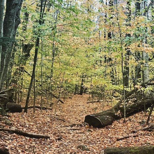 A serene forest path covered in fallen leaves, surrounded by trees with autumn foliage.