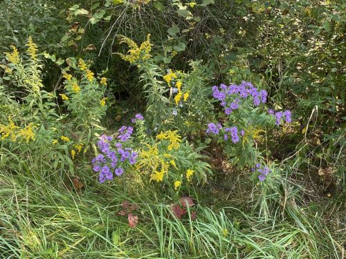 A cluster of purple and yellow wildflowers surrounded by green foliage and grass.