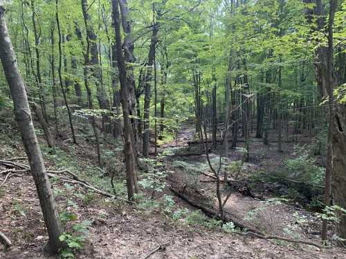 A serene forest scene with tall trees and a small creek running through a lush, green landscape.