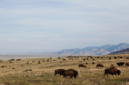 A herd of bison grazes on a grassy plain with mountains in the background under a clear sky.
