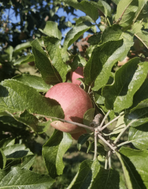 A close-up of a pink apple nestled among green leaves on a tree branch.