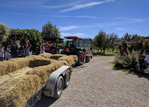 A tractor pulling a trailer loaded with hay bales, surrounded by people and greenery on a sunny day.