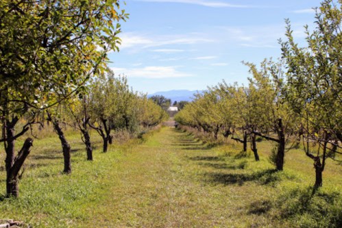 A sunny orchard path lined with trees, leading to a distant building and mountains under a clear blue sky.