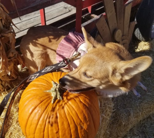 A corgi in a pink outfit sniffs a pumpkin while sitting on straw.