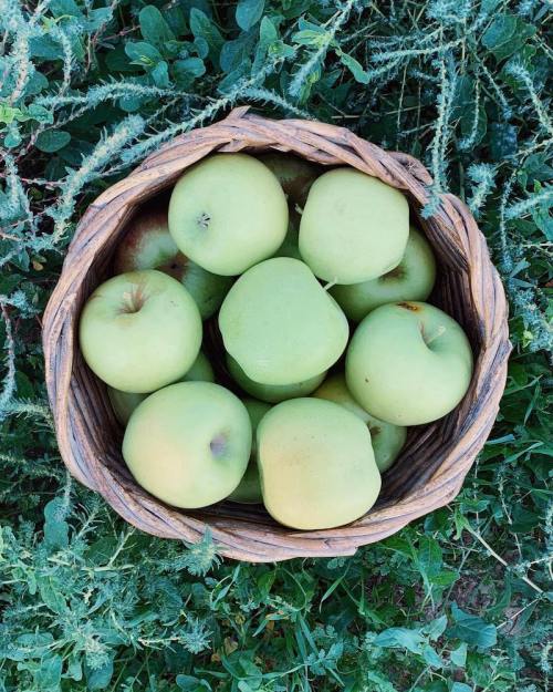 A woven basket filled with green apples, resting on a bed of grass and foliage.