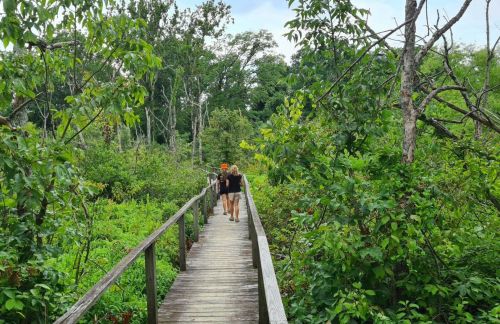 Two people walk along a wooden boardwalk through a lush green forest.