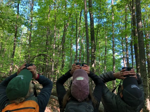 Three people in hats stand in a forest, looking up and holding cameras, surrounded by tall green trees.