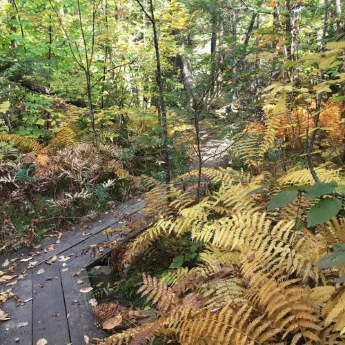 A wooden path winds through a lush forest filled with vibrant green and golden ferns.
