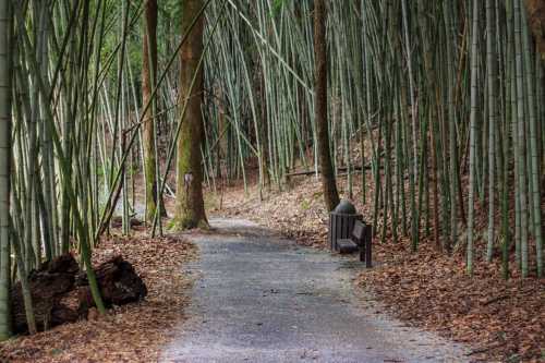 A serene path through a bamboo forest, lined with trees and scattered leaves, with a bench and trash can nearby.