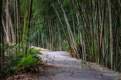 A serene pathway winding through tall bamboo stalks, surrounded by lush greenery.