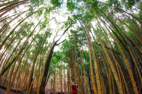 A person stands among tall bamboo trees, looking up at the lush green canopy above in a serene forest setting.