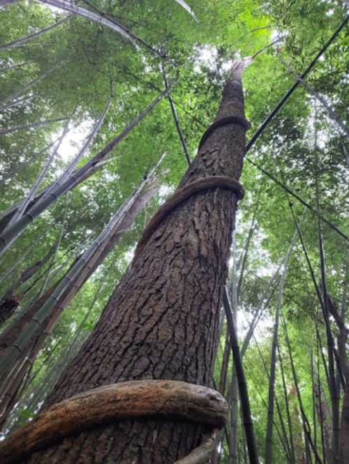 A tall tree surrounded by bamboo, with a thick vine spiraling around its trunk, reaching towards the green canopy above.