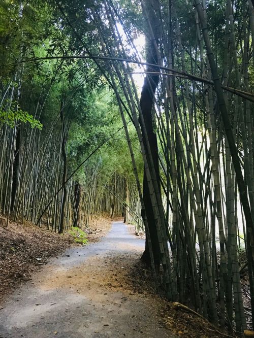 A serene path winding through a dense bamboo forest, with sunlight filtering through the tall bamboo stalks.