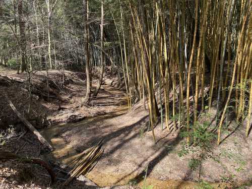 A serene forest scene featuring a narrow stream surrounded by tall bamboo and trees, with dappled sunlight filtering through.