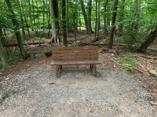 A wooden bench sits on a gravel path surrounded by lush green trees in a forested area.