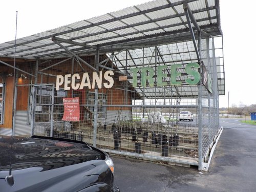 A roadside stand with a sign reading "PECANS - TREES" and a display of pecan seedlings under a metal roof.