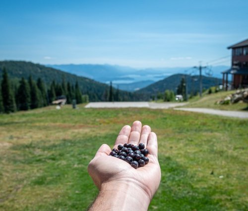 A hand holds fresh blueberries with a scenic mountain view in the background.
