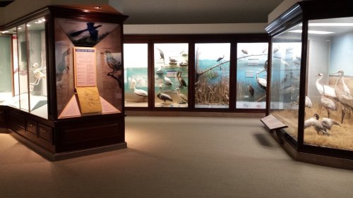 A museum exhibit featuring taxidermied birds in glass cases, with informational displays and a natural history setting.