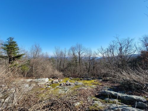 A rocky landscape with sparse trees and moss, under a clear blue sky, showcasing a serene natural setting.