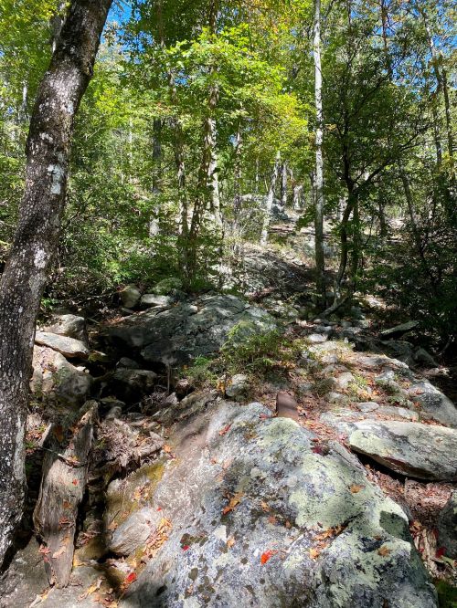 A rocky path through a lush forest with trees and sunlight filtering through the leaves.