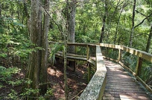 A wooden boardwalk winding through a lush green forest with tall trees and dense foliage.