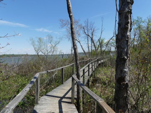 A wooden boardwalk winds through a lush, green wetland under a clear blue sky.