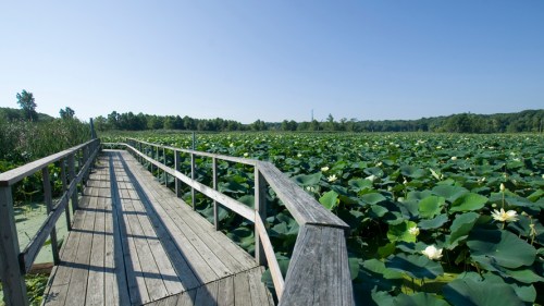 A wooden walkway leads through a lush green field of lotus plants under a clear blue sky.