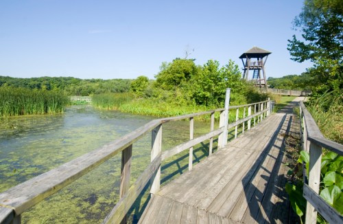 A wooden boardwalk leads to a lookout tower, surrounded by lush greenery and a serene pond under a clear blue sky.