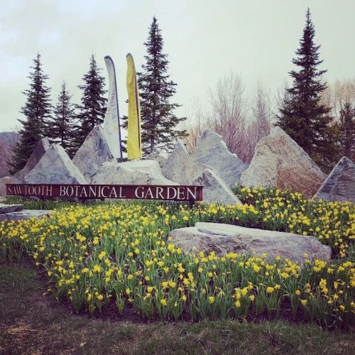 Sign for Sawtooth Botanical Garden surrounded by yellow daffodils and rocky landscaping, with evergreen trees in the background.