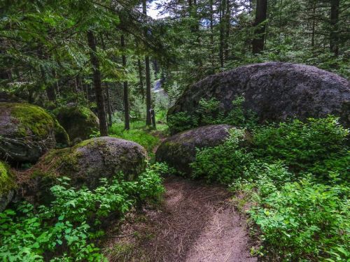 A narrow path winds through a lush forest, flanked by large boulders and vibrant green foliage.