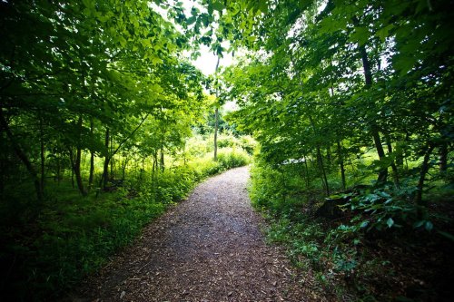A winding gravel path through a lush green forest, surrounded by trees and vibrant foliage.
