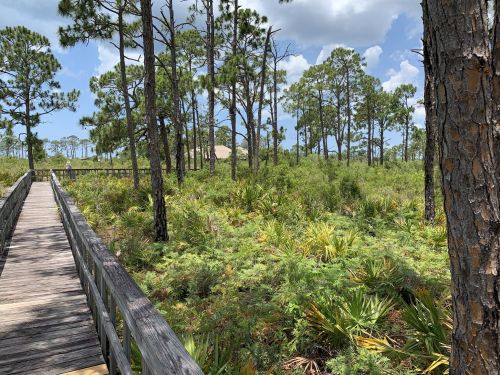 A wooden boardwalk leads through a lush, green landscape of trees and shrubs under a blue sky with fluffy clouds.