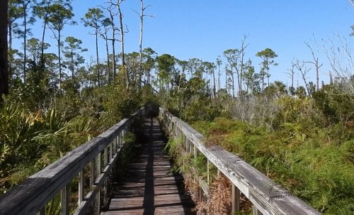 A wooden boardwalk leads through a lush, green wetland with tall trees under a clear blue sky.