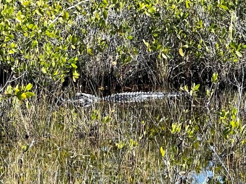 A crocodile partially submerged in water, surrounded by lush green vegetation and tall grasses.